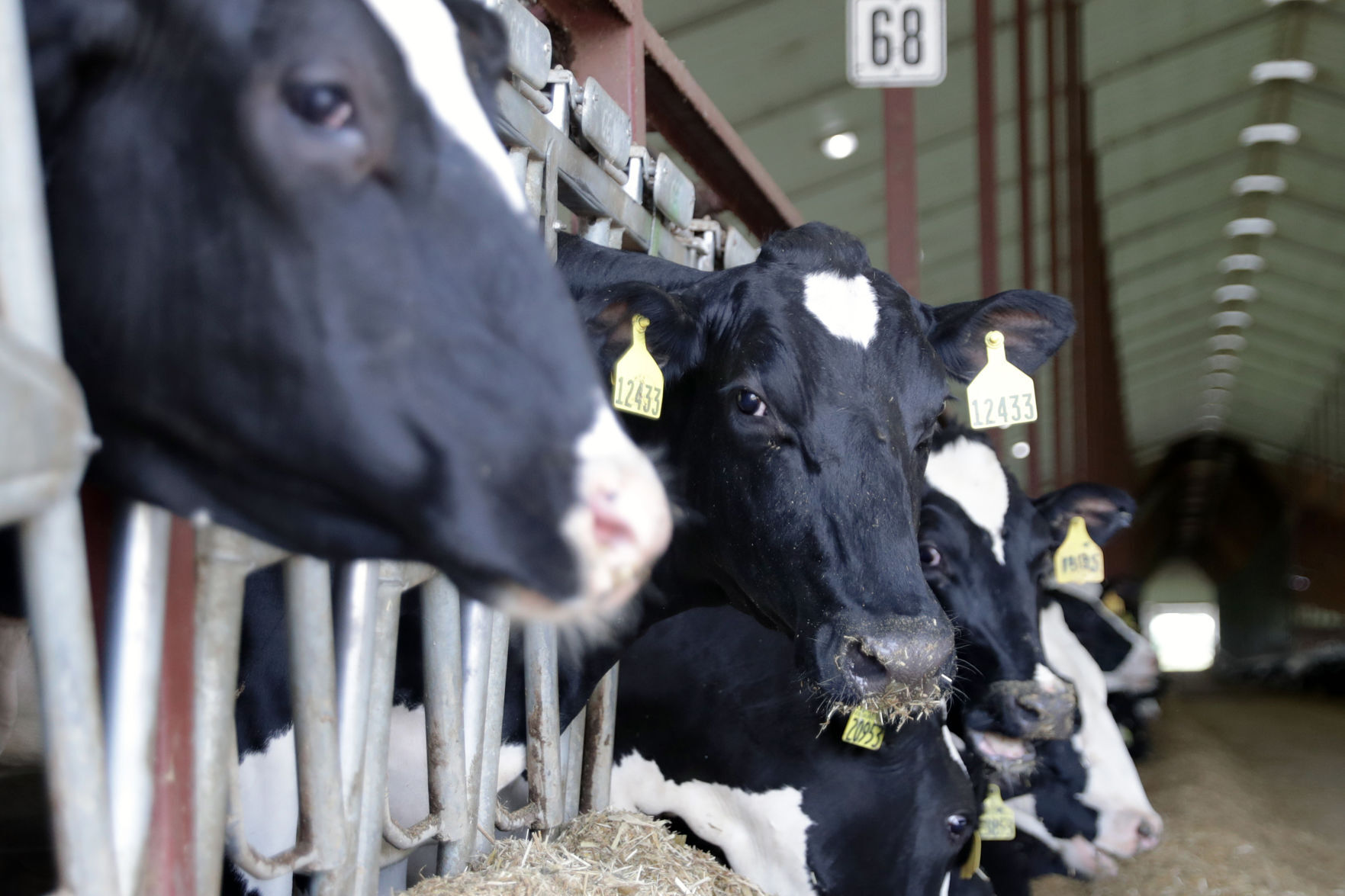 Cows at Statz Bros. Farm
